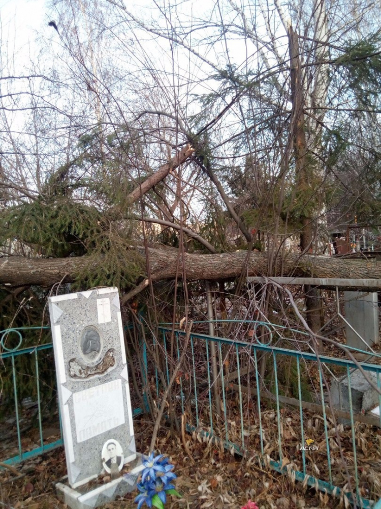 Фото Деревьев На Могилах