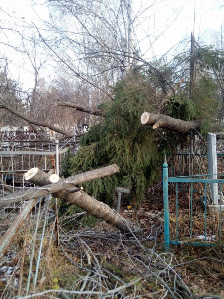 Фото Деревьев На Могилах