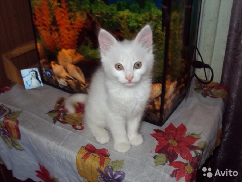 Котенок Купить Фото Белый Авито