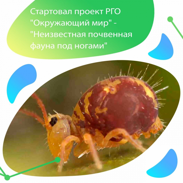 Амфибии в мониторинге окружающей среды проект