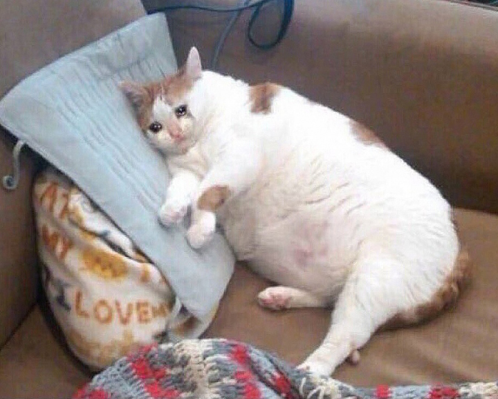 Что делать, если кролик перестал нормально есть?