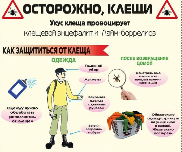 Осторожно клещи проект по биологии