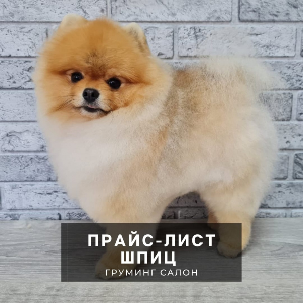 груминг собак новокузнецк