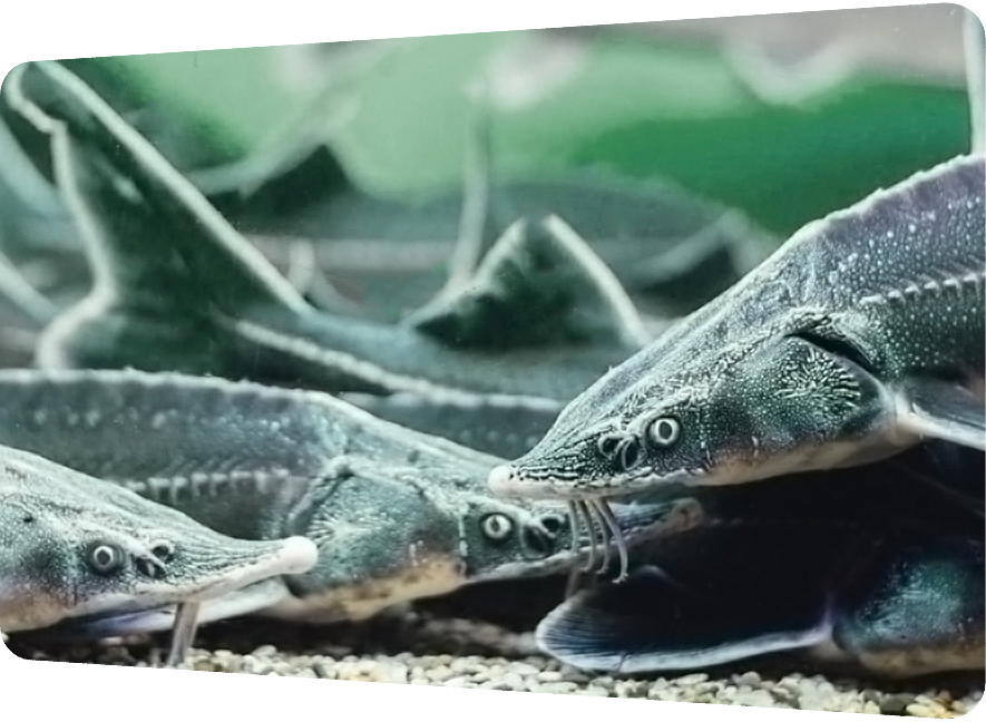 В Сибири Фонд «Экология» РСХБ выпустил 163 тыс. мальков и посадил 60 тыс. деревьев