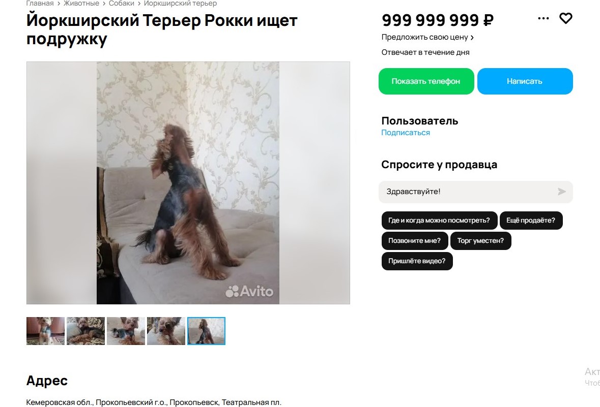 Самый дорогой собачий жигало обнаружен в Прокопьевске