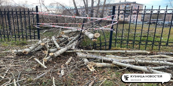 В Новокузнецке собираются спилить почти 2 тысячи деревьев