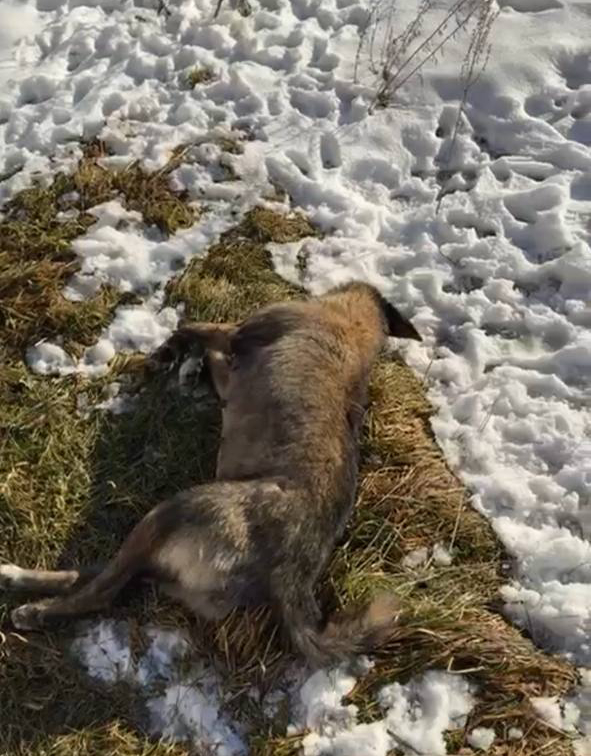 В Шерегеше убили бродячих собак перед приездом губернатора: возбуждено уголовное дело