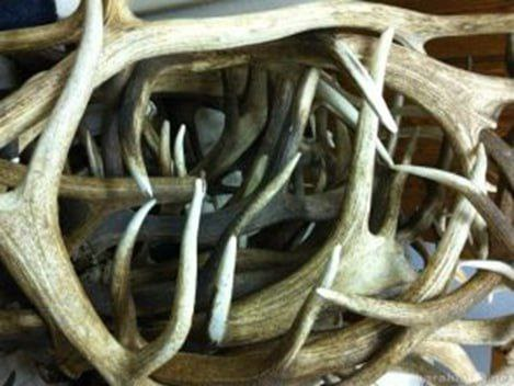 Китайцы закупили в Кузбассе почти 70 тонн рогов и хвостов маралов