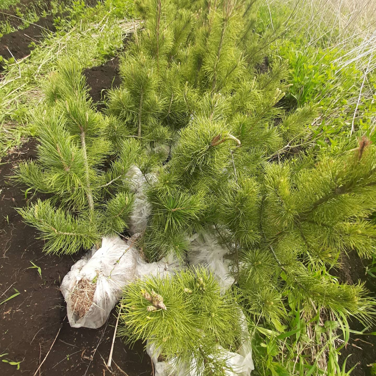 В Сибири Фонд «Экология» РСХБ выпустил 163 тыс. мальков и посадил 60 тыс. деревьев