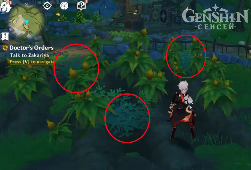 Как пройти ежедневное поручение Медицинские предписания в Genshin Impact | Как получить ачивку Релаксационная терапия