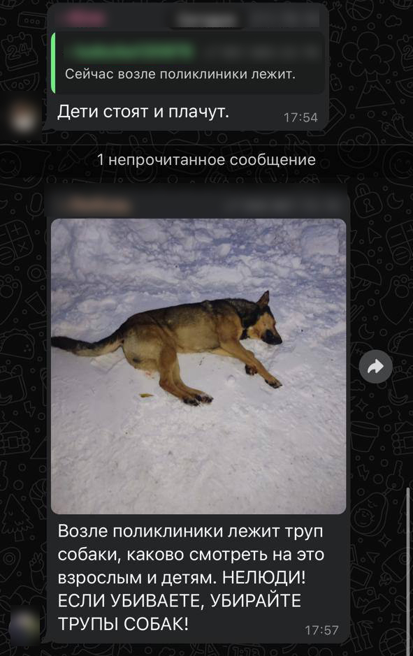 В Шерегеше убили бродячих собак перед приездом губернатора: возбуждено уголовное дело