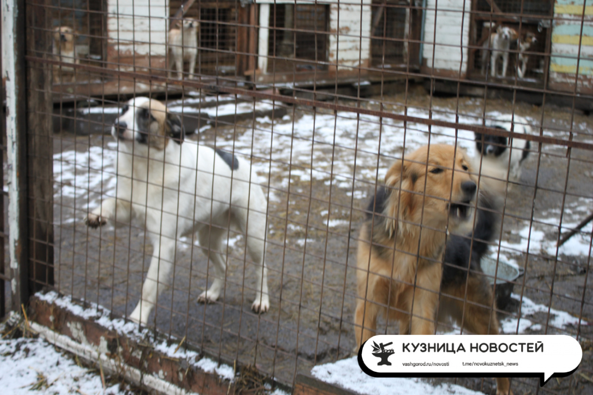 «Статистика расходится с реальностью»: в Кузбассе проверят работу отлова собак