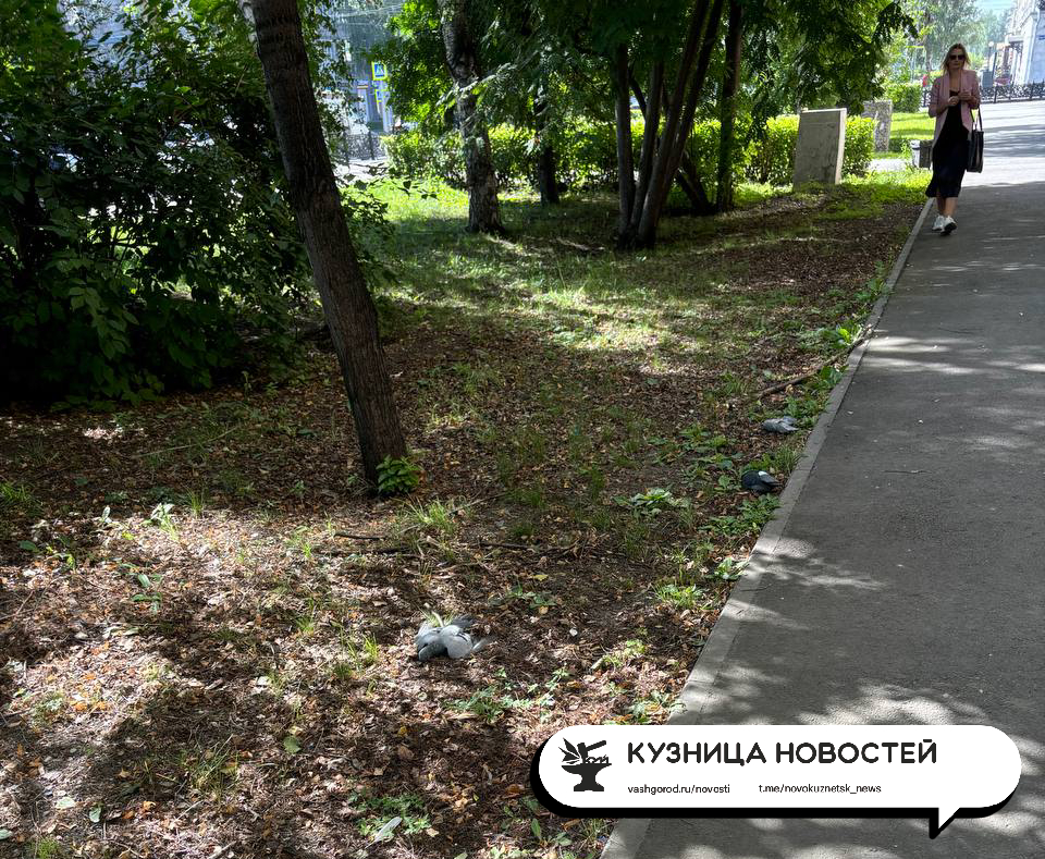 Новокузнечане обнаружили множество трупов птиц в центре города