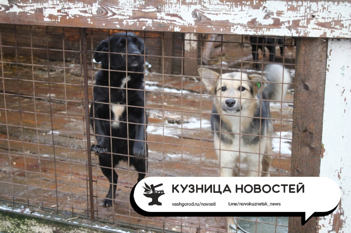 «Вы хотите зоофашизма?»: особый режим, введённый из-за бездомных собак, расколол новокузнецкое общество