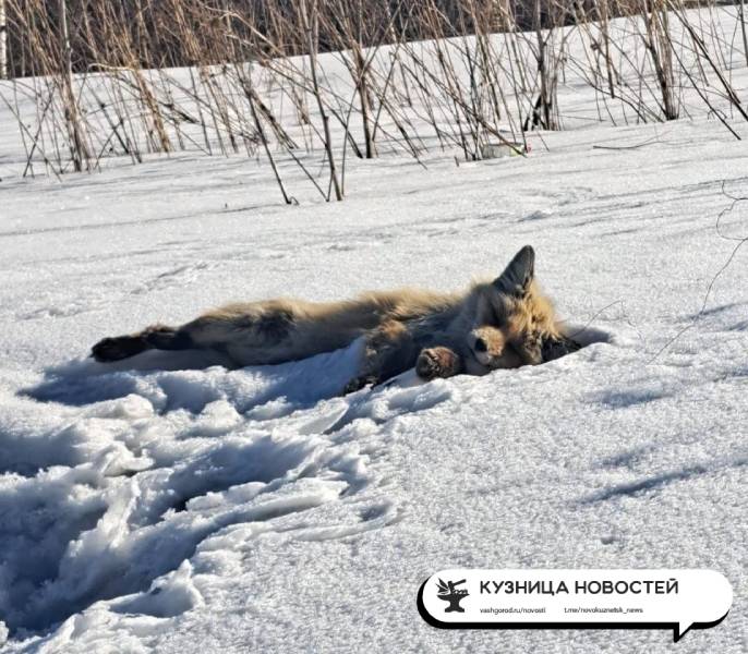 В Новокузнецке обнаружена мёртвая лиса: жители опасаются распространения бешенства