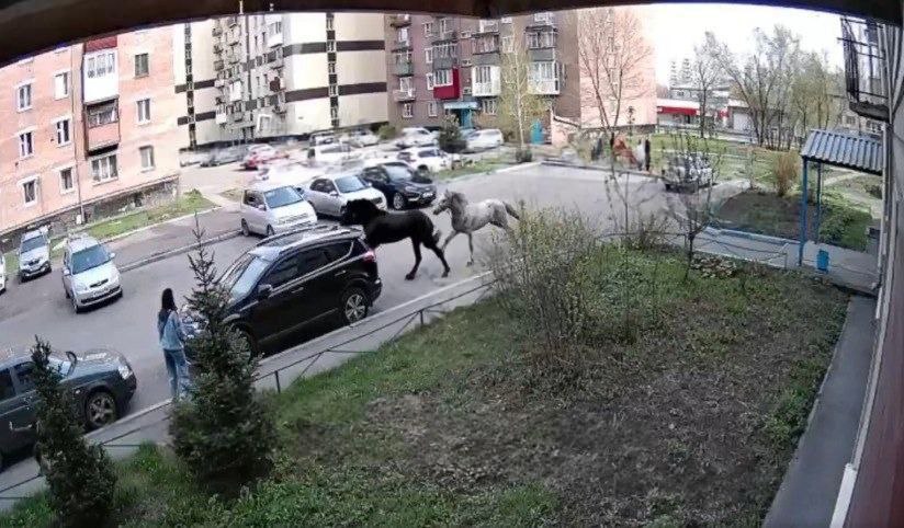 В Новокузнецке полиция нашла владелицу коня, травмировавшего ребенка