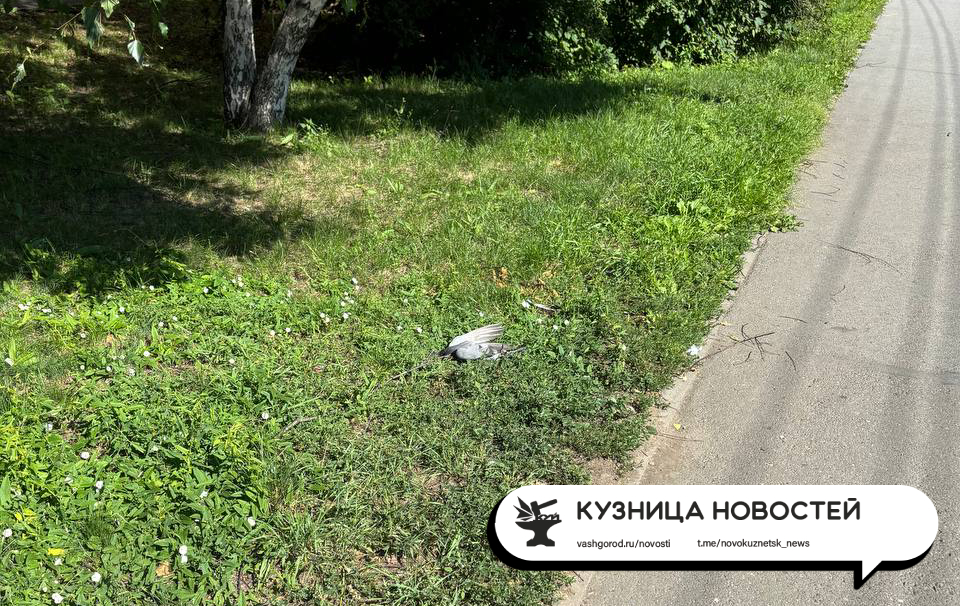 Новокузнечане обнаружили множество трупов птиц в центре города